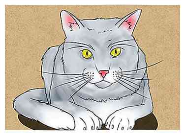 Las 4 mejores maneras de dibujar un gato
