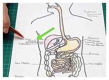 Comment dessiner un modèle du système digestif 15 étapes