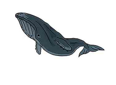 Comment dessiner une baleine (avec des photos)