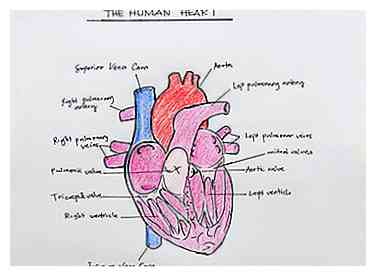 Comment dessiner la structure interne du coeur (avec des images)