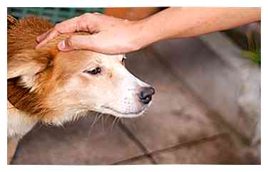 Comment approcher un chien qui ne vous a jamais rencontré avant 5 étapes