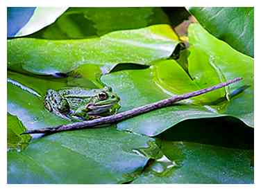 Comment aider à l'admiration des amphibiens 7 étapes