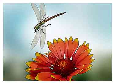 3 formas de atraer a las libélulas