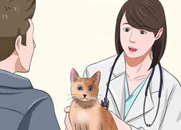 Wie man einer Katze helfen kann, nicht zu werfen: 11 Schritte (mit Bildern)