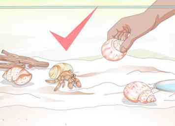 3 façons d'aider un Hermit Crab Change Shells