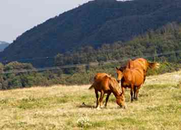 Comment faire pour herbaliser votre cheval 7 étapes (avec photos)