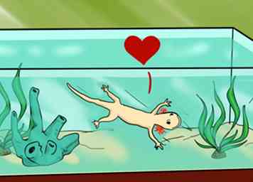 How to House a Pet Axolotl 12 Steps (with Pictures)