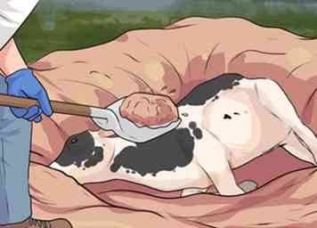 3 formas de eutanasia humanitaria de una vaca