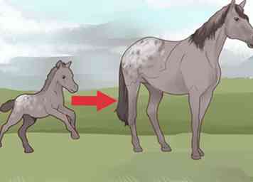 3 façons d'identifier un cheval Appaloosa