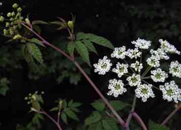 Hoe Hemlock van water te identificeren (met afbeeldingen)