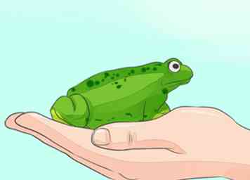 De eenvoudigste manier om een ​​Wild Caught Toad als huisdier te houden