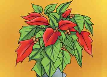 Comment conserver les poinsettias à Noël prochain 15 étapes