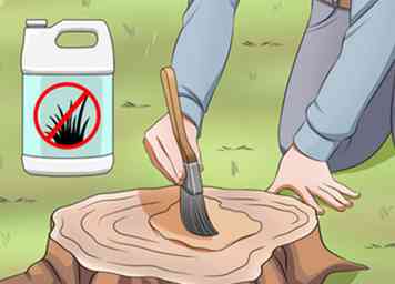 3 måder at dræbe et træ på