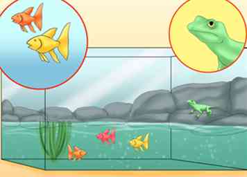 Sådan oprettes akvarier, så øgler og fisk kan eksistere 8 trin