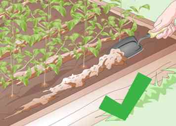 Comment créer un jardin sans fouille (avec des photos)