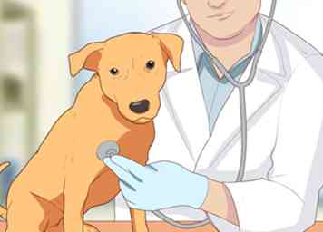 Cómo diagnosticar tos en perros 10 pasos (con imágenes)