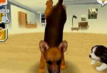 Comment faire de votre Nintendogs un handstand 9 étapes