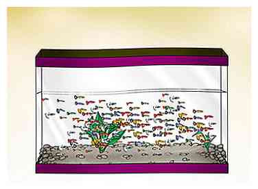 Hoe Guppen te voeren 13 stappen (met afbeeldingen)