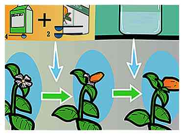 Comment nourrir les plantes dans un système hydroponique en utilisant Maxsea 4 étapes