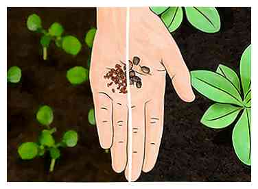 3 formas de encontrar una buena tierra vegetal
