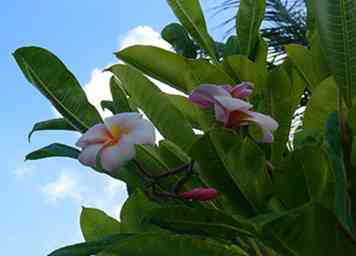 Comment choisir des fleurs de Plumeria de qualité pour un Lei 7 étapes