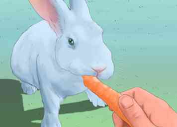 Comment ramasser un lapin (avec photos)