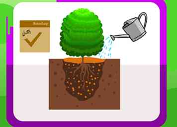 Sådan Plant Boxwood 9 trin (med billeder)