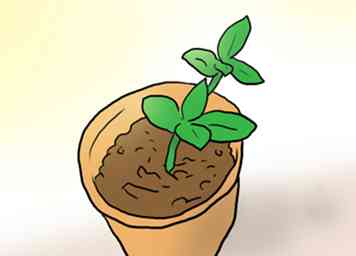 Sådan Plant Plumeria Frø 9 trin (med billeder)