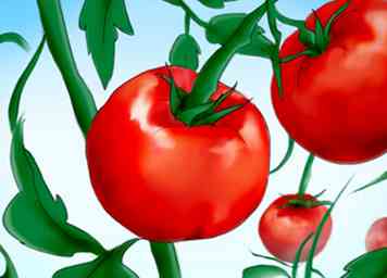 4 maneras de plantar tomates de semilla
