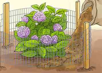 3 façons de préparer des hortensias pour l'hiver