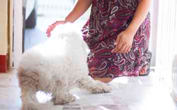 Hoe u uw honden kunt begroeten als ze naar huis komen 6 stappen