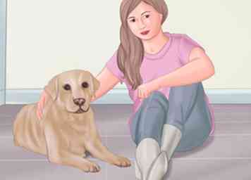 Tierärztlich anerkannter Ratschlag zur Pflege eines Hundes