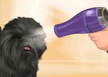 5 façons de soigner un Affenpinscher