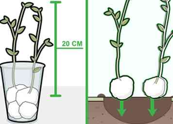 Comment faire pousser des haricots en coton 6 étapes (avec photos)