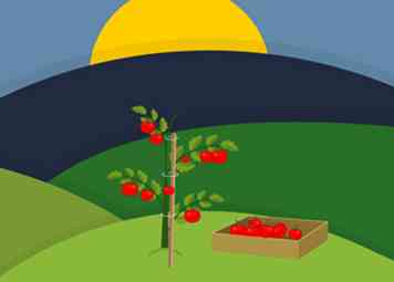 Cómo cultivar tomates grandes (con fotos)