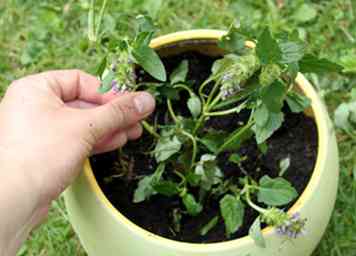 Comment faire pousser la menthe à partir de boutures 15 étapes (avec photos)