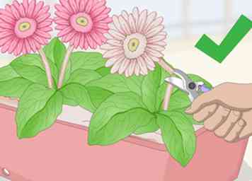 Comment faire pousser des marguerites gerbera (avec photos)