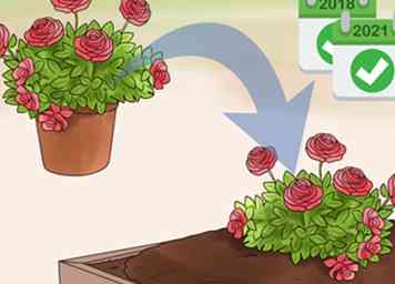 Cómo cultivar rosas en contenedores (con fotos)
