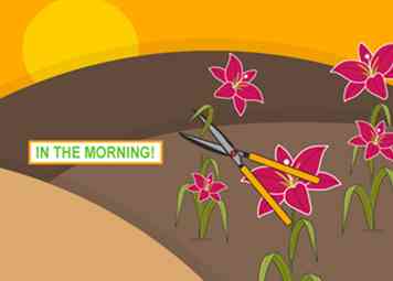 Hvordan dyrkes Stargazer Lilies (med billeder)
