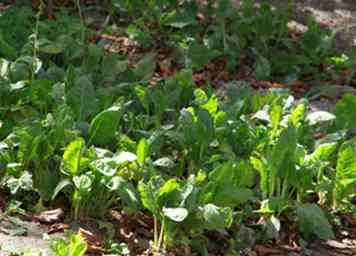 3 façons de cultiver des légumes dans le sud-ouest des États-Unis