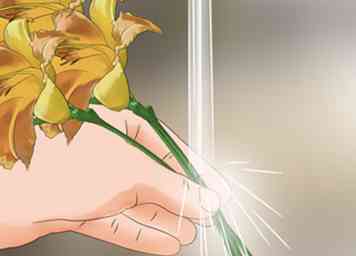 3 måder at høste Daylilies