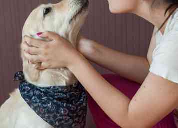 Comment avoir un chien mignon 7 étapes (avec photos)