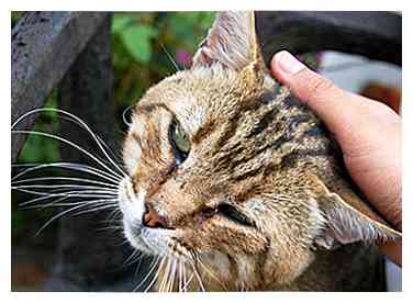 Comment trouver un chaton amical 10 étapes (avec photos)