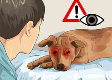 4 maneras de ayudar a un perro con cataratas