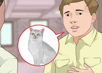 3 façons d'identifier un chat Burmilla