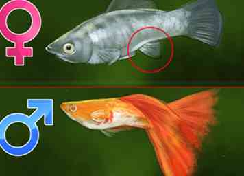 Comment identifier les guppys mâles et femelles 7 étapes (avec photos)