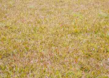 Comment empêcher les herbes du paysage de se répandre 5 étapes