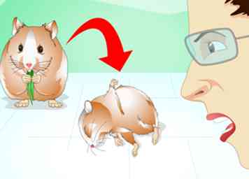 3 façons de savoir si votre hamster est en bonne santé