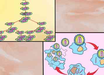 Hoe het verschil tussen bacteriën en virussen te weten 9 stappen