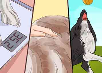 4 måder at lave hjemmelavet hundemad